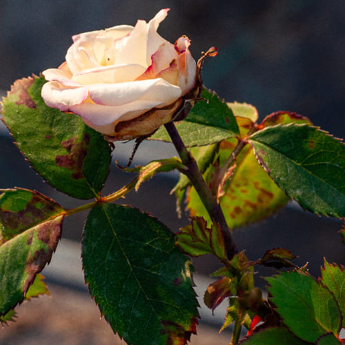 Роза Флорибунда Галакси купить во Владимире