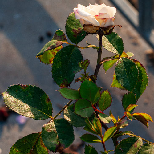 Роза Флорибунда Галакси купить во Владимире