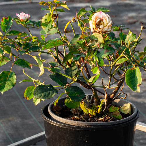 Роза Флорибунда Галакси купить во Владимире