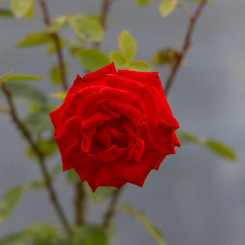 Роза Флорибунда Ла Севильяна купить во Владимире