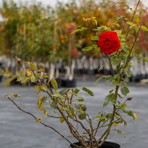 Роза Флорибунда Ла Севильяна купить во Владимире