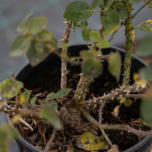 Роза Флорибунда Ла Севильяна купить во Владимире