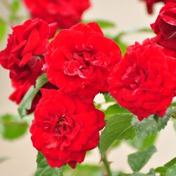 Роза Флорибунда Лавагут купить во Владимире