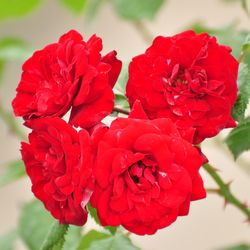 Роза Флорибунда Лавагут купить во Владимире