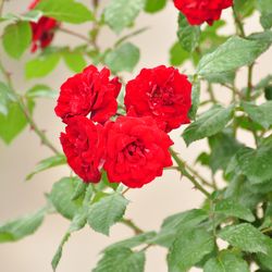 Роза Флорибунда Лавагут купить во Владимире