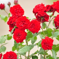 Роза Флорибунда Лавагут купить во Владимире