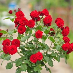 Роза Флорибунда Лавагут купить во Владимире