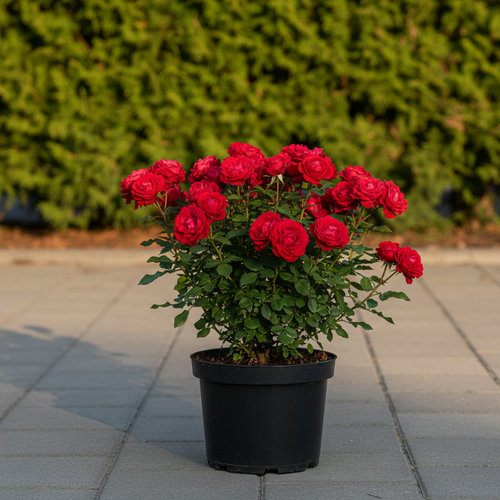 Роза Флорибунда Линтерлок купить во Владимире