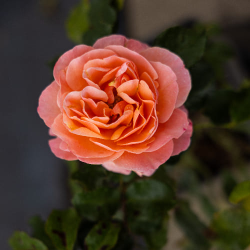 Роза Флорибунда Мари Кюри купить во Владимире