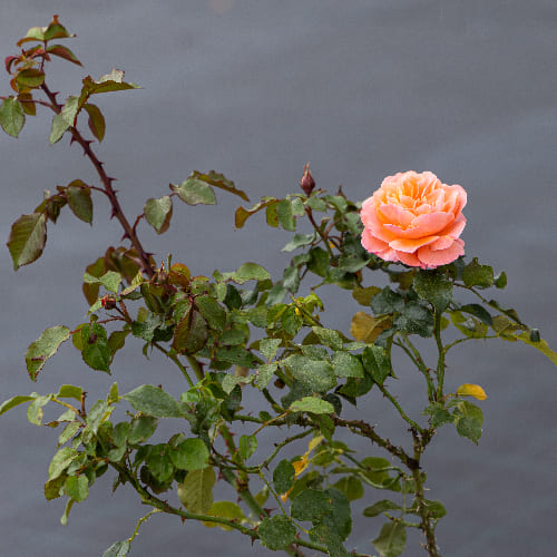 Роза Флорибунда Мари Кюри купить во Владимире