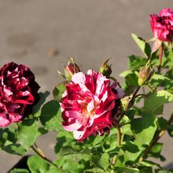 Роза Флорибунда Нью Имэджин купить