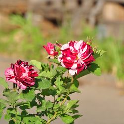 Роза Флорибунда Нью Имэджин купить во Владимире