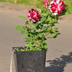 Роза Флорибунда Нью Имэджин купить во Владимире