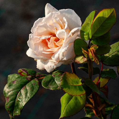 Роза Флорибунда Пинк Ла Севиллана купить в Нижнем Новгороде