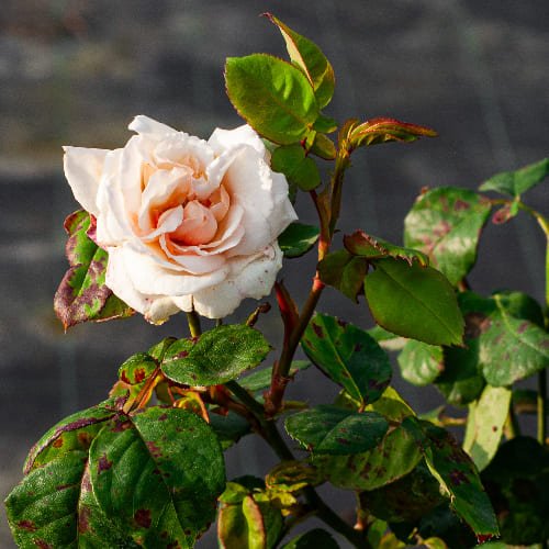 Роза Флорибунда Пинк Ла Севиллана купить в Нижнем Новгороде