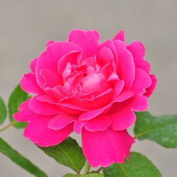 Роза Флорибунда Сневитен купить во Владимире