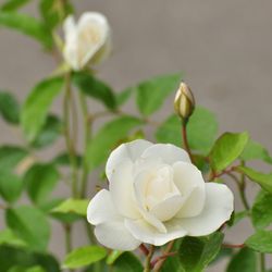 Роза Флорибунда Сневитен купить во Владимире