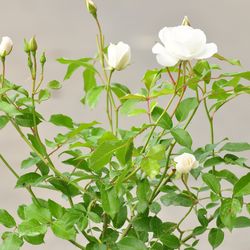 Роза Флорибунда Сневитен купить во Владимире