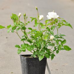 Роза Флорибунда Сневитен купить во Владимире