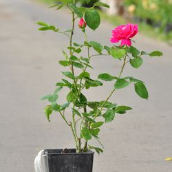 Роза Флорибунда Сневитен купить во Владимире