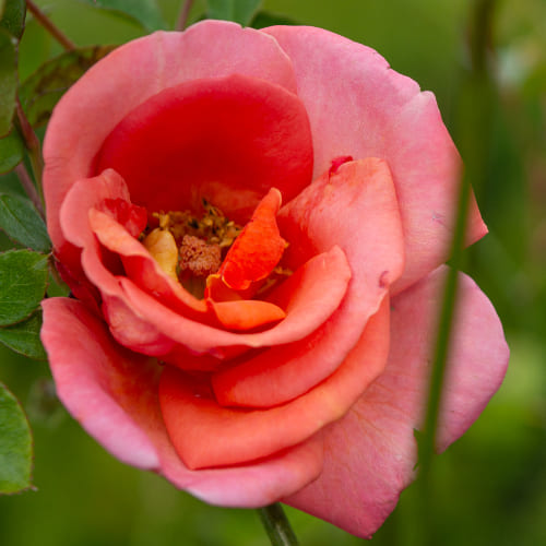 Роза Флорибунда Сневитен купить в Нижнем Новгороде