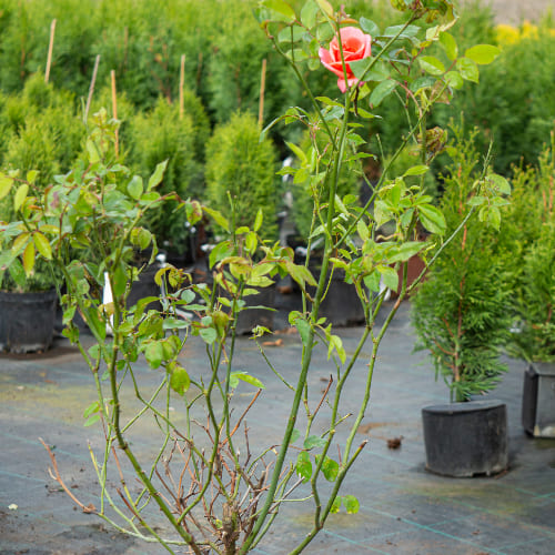 Роза Флорибунда Сневитен купить в Нижнем Новгороде