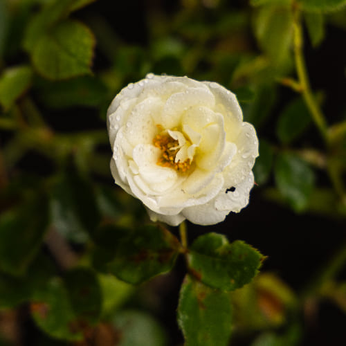 Роза Флорибунда купить во Владимире