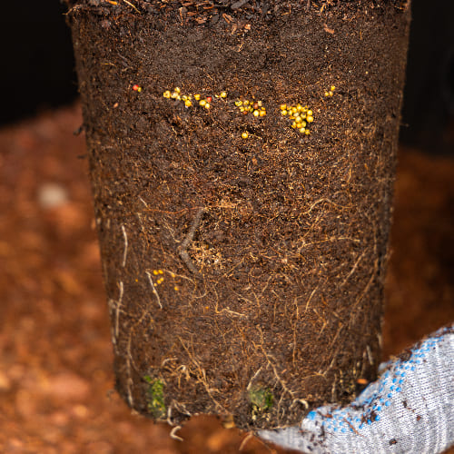 Роза Флорибунда купить во Владимире