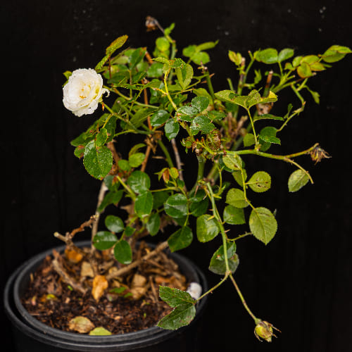 Роза Флорибунда купить во Владимире