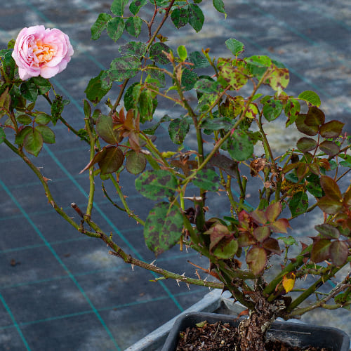 Роза английская душистая Абрахам Дерби купить в Нижнем Новгороде