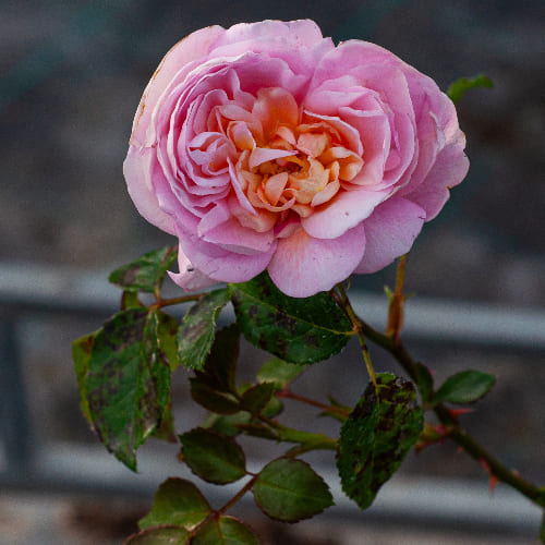 Роза английская душистая Абрахам Дерби купить в Нижнем Новгороде