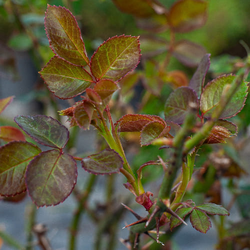 Роза английская душистая Абрахам Дерби купить в Нижнем Новгороде