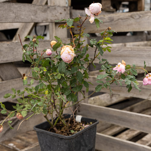 Роза английская душистая Алан Титчмарш купить в Нижнем Новгороде