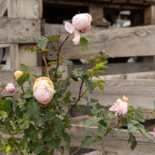 Роза английская душистая Алан Титчмарш купить в Нижнем Новгороде