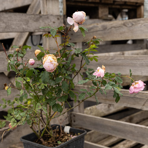 Роза английская душистая Алан Титчмарш купить в Нижнем Новгороде