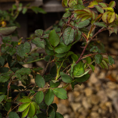 Роза английская душистая Бардолино (Алан Тичмарш) купить в Нижнем Новгороде