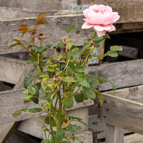 Роза английская душистая Кристина купить в Нижнем Новгороде