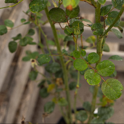 Роза английская душистая Кристина купить в Нижнем Новгороде