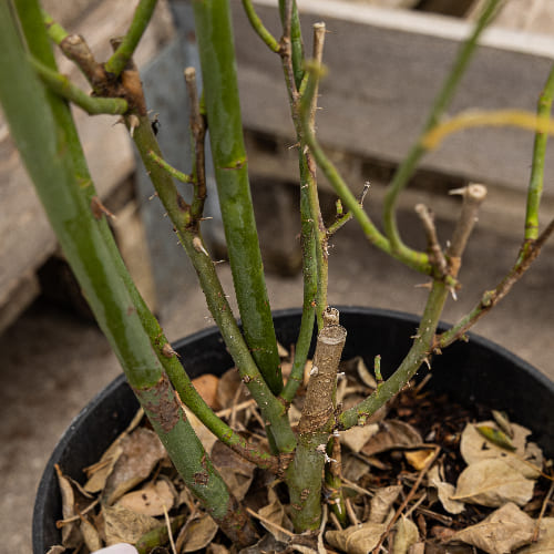 Роза английская душистая Кристина купить в Нижнем Новгороде