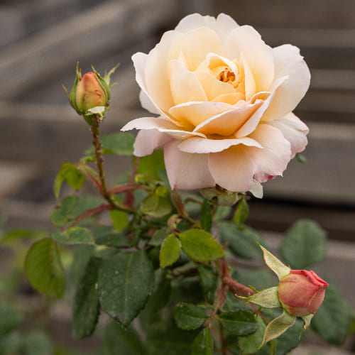 Роза английская душистая Крокус Роуз купить в Нижнем Новгороде