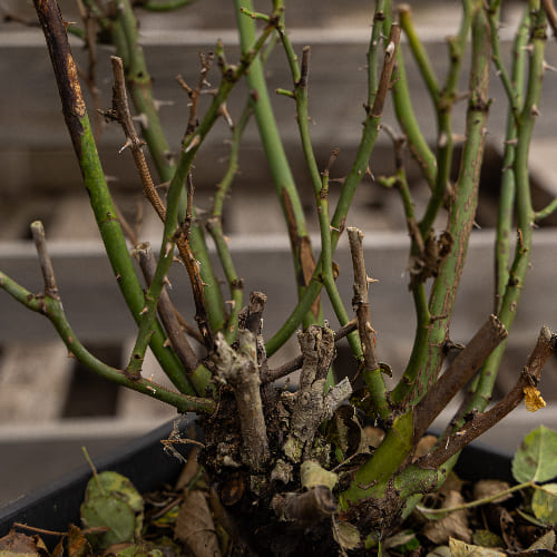 Роза английская душистая Крокус Роуз купить в Нижнем Новгороде