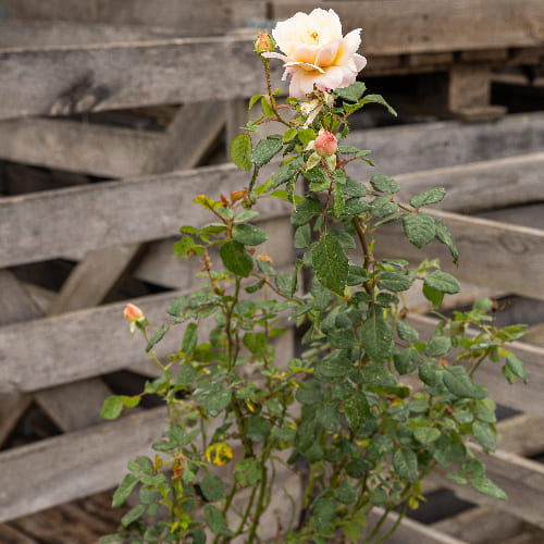 Роза английская душистая Крокус Роуз купить в Нижнем Новгороде