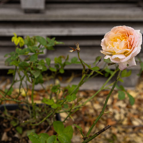Роза английская душистая Голден Селебрэйшн купить в Нижнем Новгороде