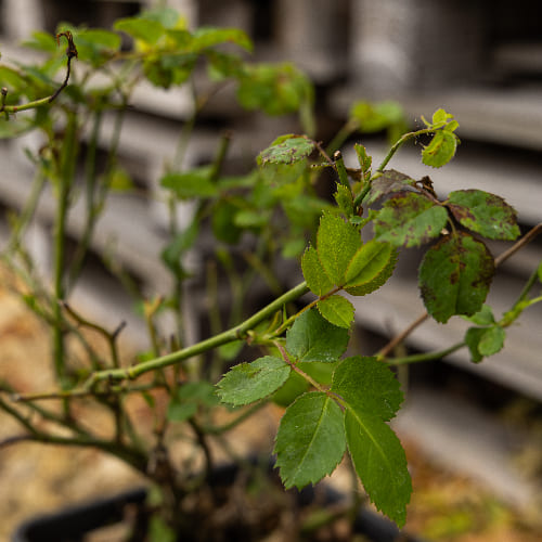 Роза английская душистая Голден Селебрэйшн купить в Нижнем Новгороде