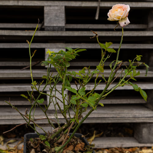 Роза английская душистая Голден Селебрэйшн купить в Нижнем Новгороде
