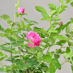 Роза английская душистая Грэхем Томас купить во Владимире