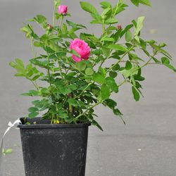 Роза английская душистая Грэхем Томас купить во Владимире