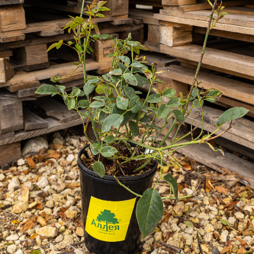 Роза английская душистая Грэхем Томас купить в Нижнем Новгороде