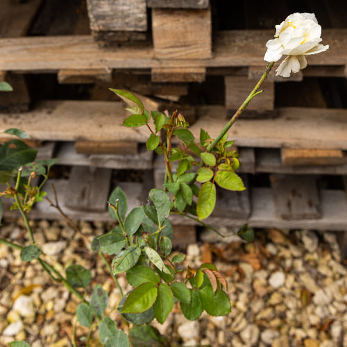 Роза английская душистая Грэхем Томас купить в Нижнем Новгороде