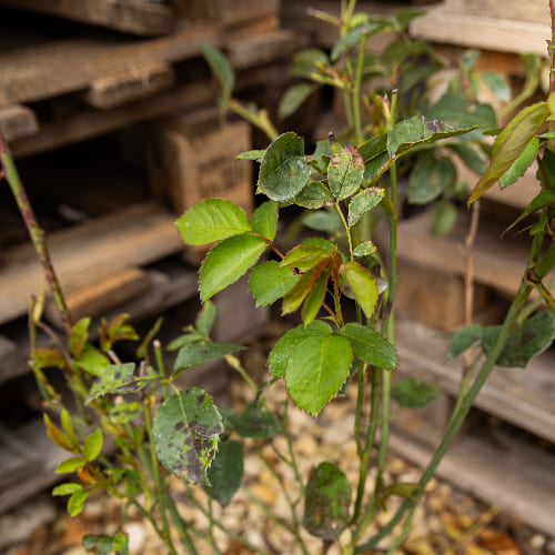 Роза английская душистая Грэхем Томас купить в Нижнем Новгороде
